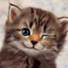 MIMI LE CHATON!
